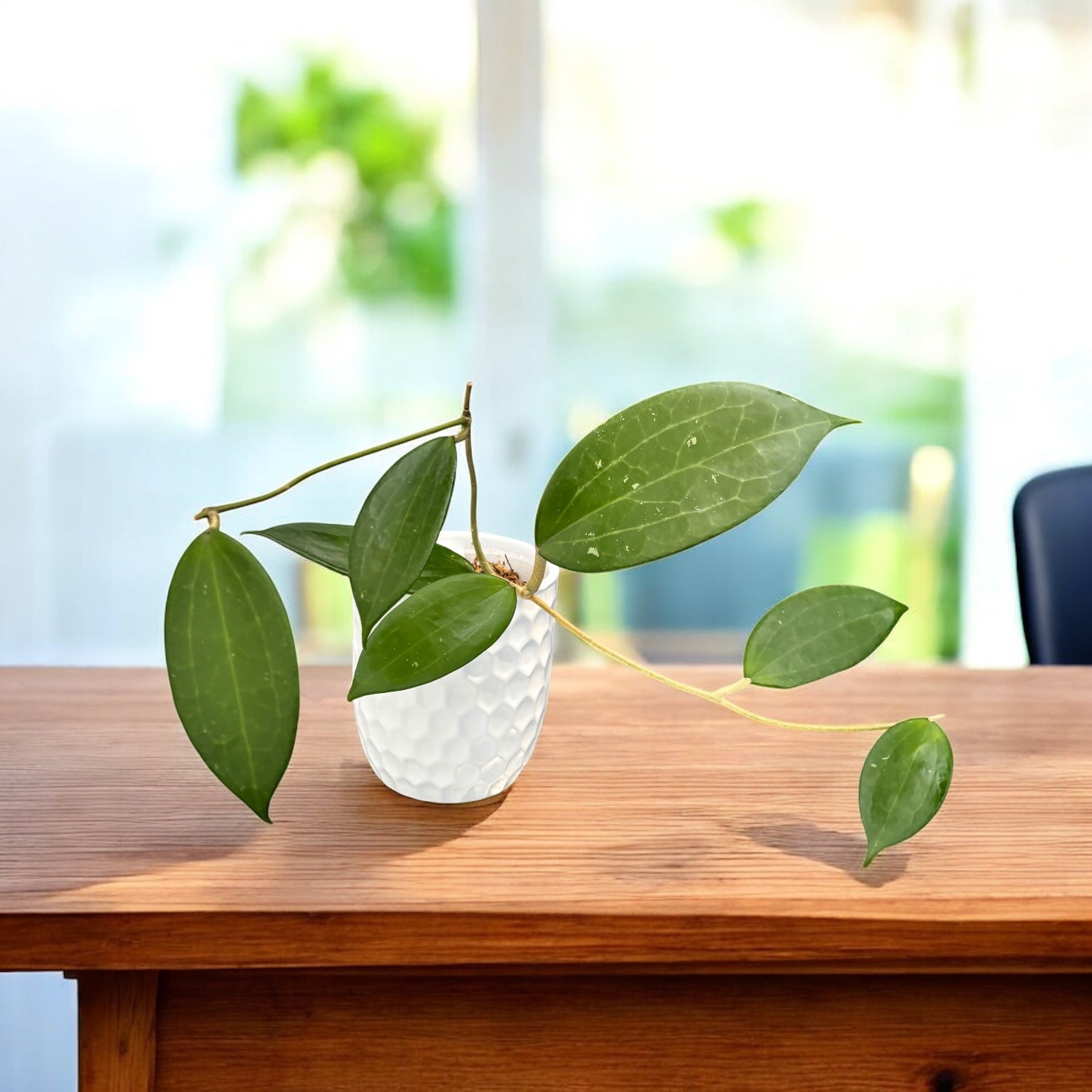 Hoya nicholsoniae - flori parfumate