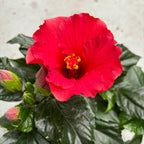 Hibiscus rosa - sinensis 'Afrodite' flori XL