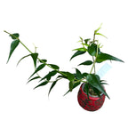 Hoya burmanica (exemplare dezvoltate)