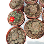 Rebutia heliosa var. condorensis – cactus miniature à floraison spectaculaire