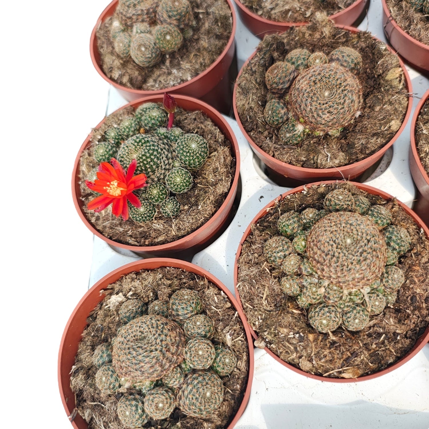 Rebutia heliosa var. condorensis – cactus miniatural cu inflorire spectaculoasa