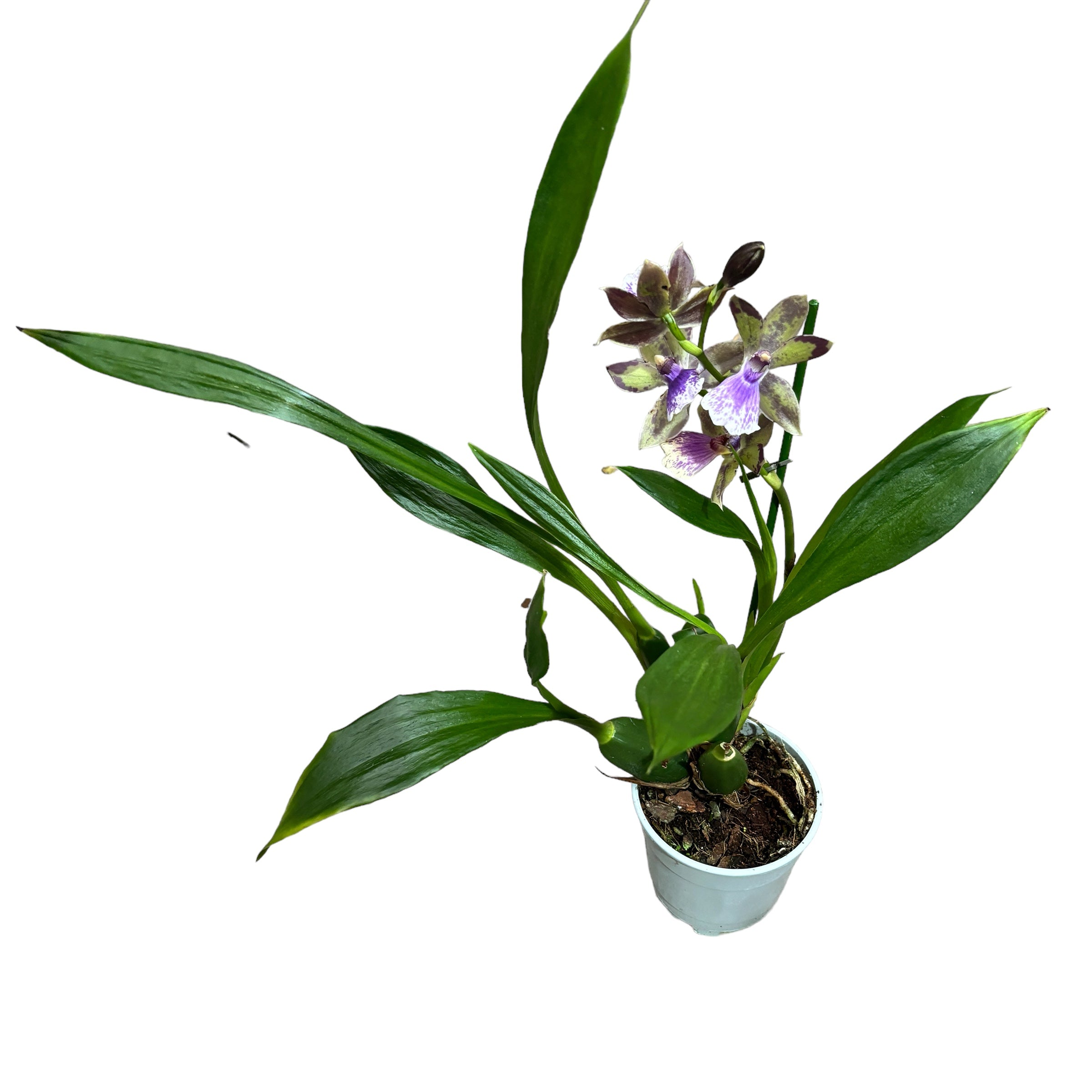 Zygonisia Rhein 'Baby Blue' * duftend