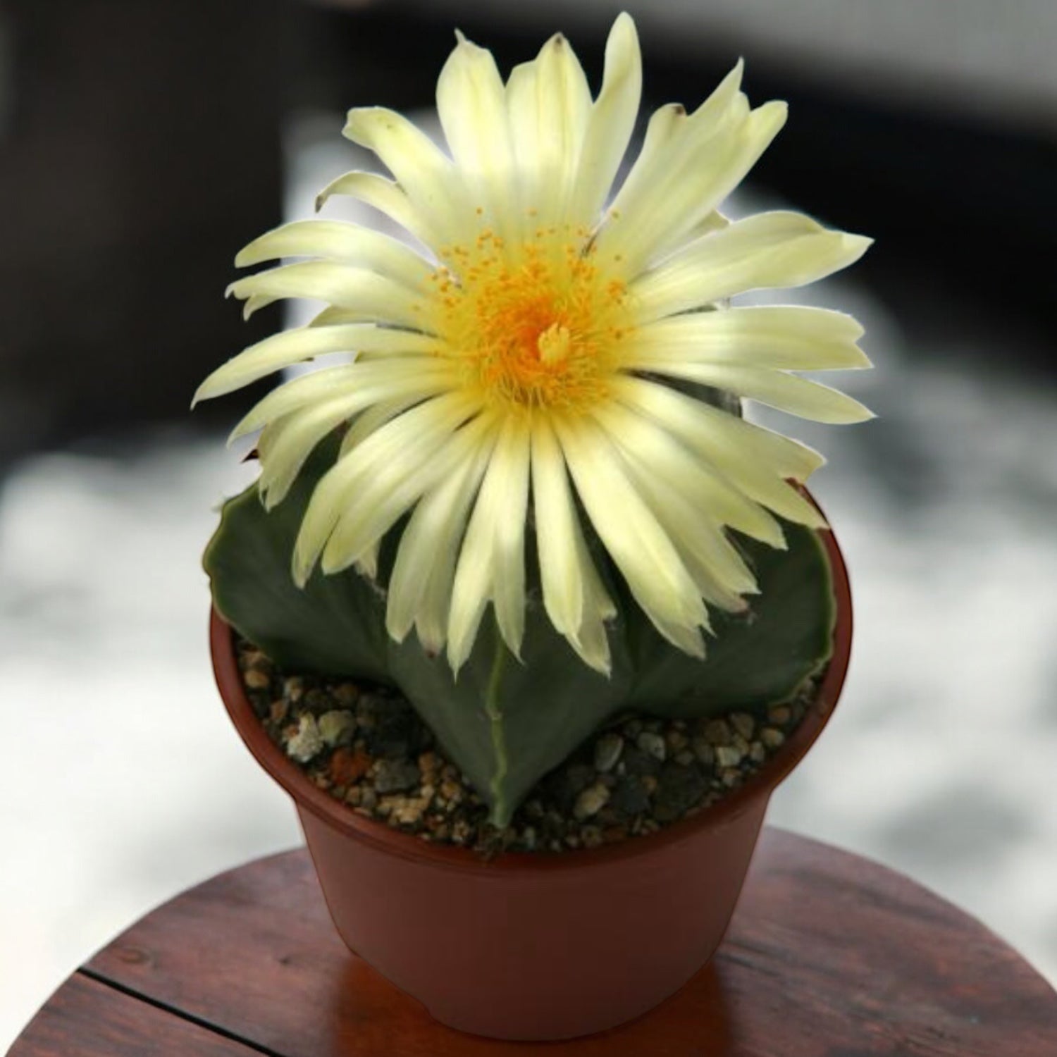 Astrophytum myriostigma var. nudum - simetrie perfecta si eleganta fara spini