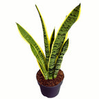 Sansevieria trifasciata 'Laurentii' (limba soacrei)