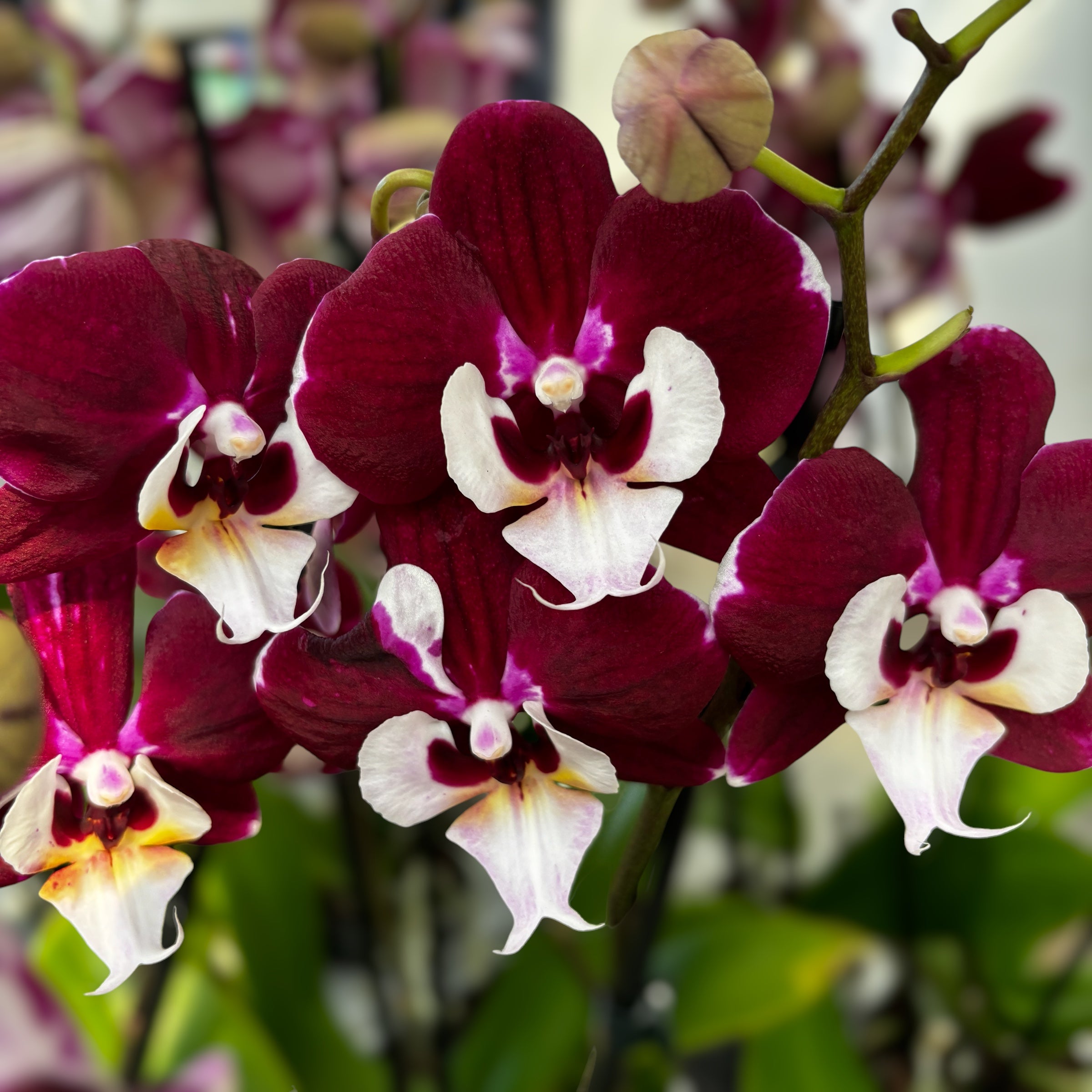 Phalaenopsis White Lip