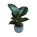 Ficus elastica Sofia (babyplant)