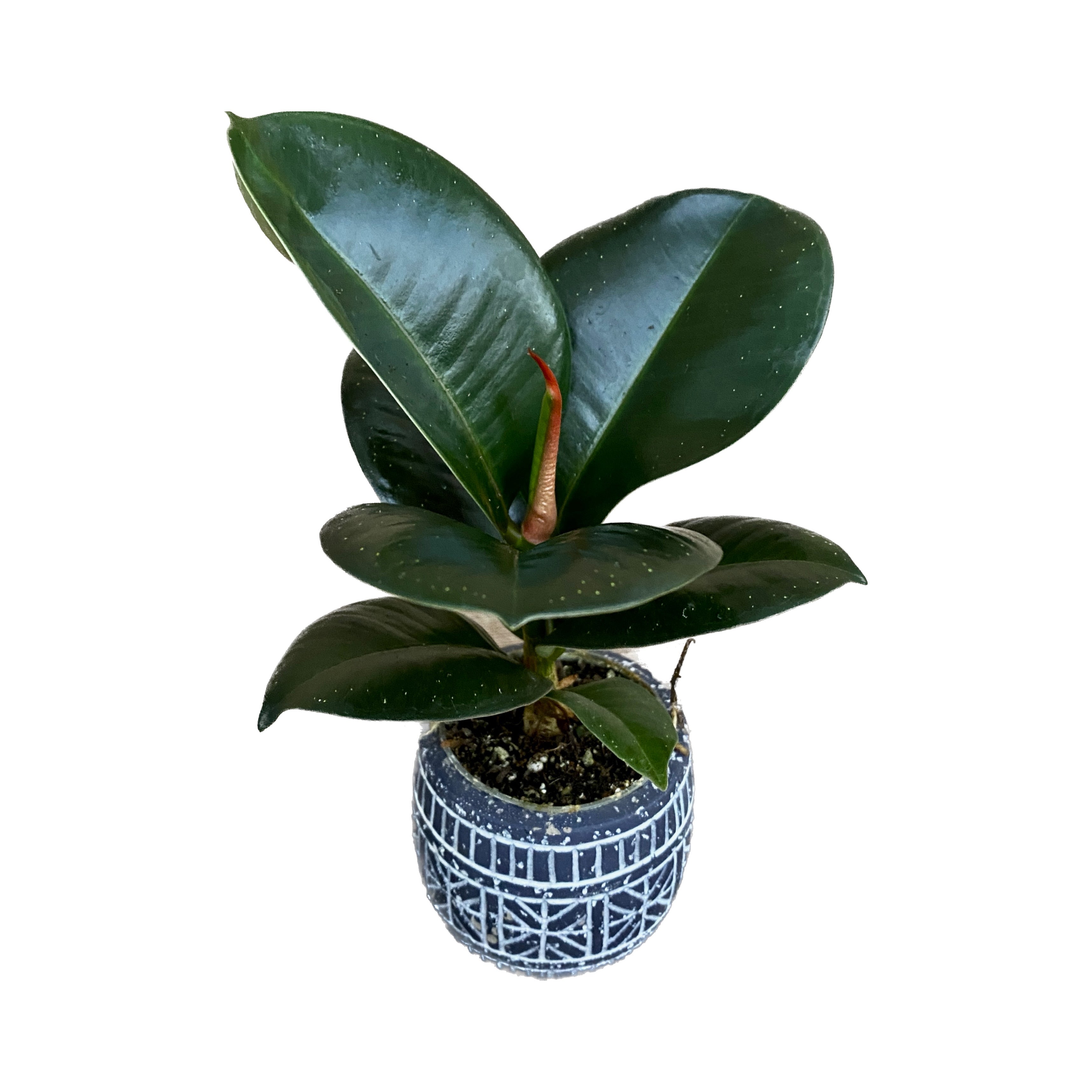 Ficus elastica Sofia (babyplant)