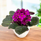 Saintpaulia Voila Red - African violets