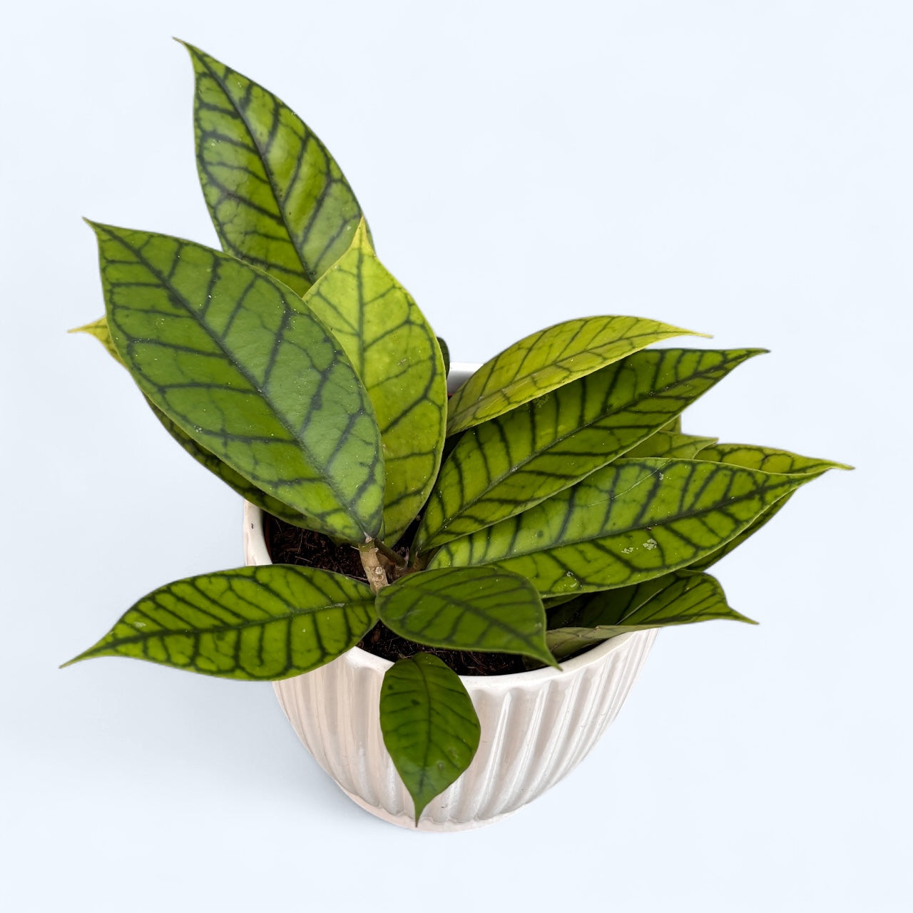 Hoya callistophylla - full pots! D12