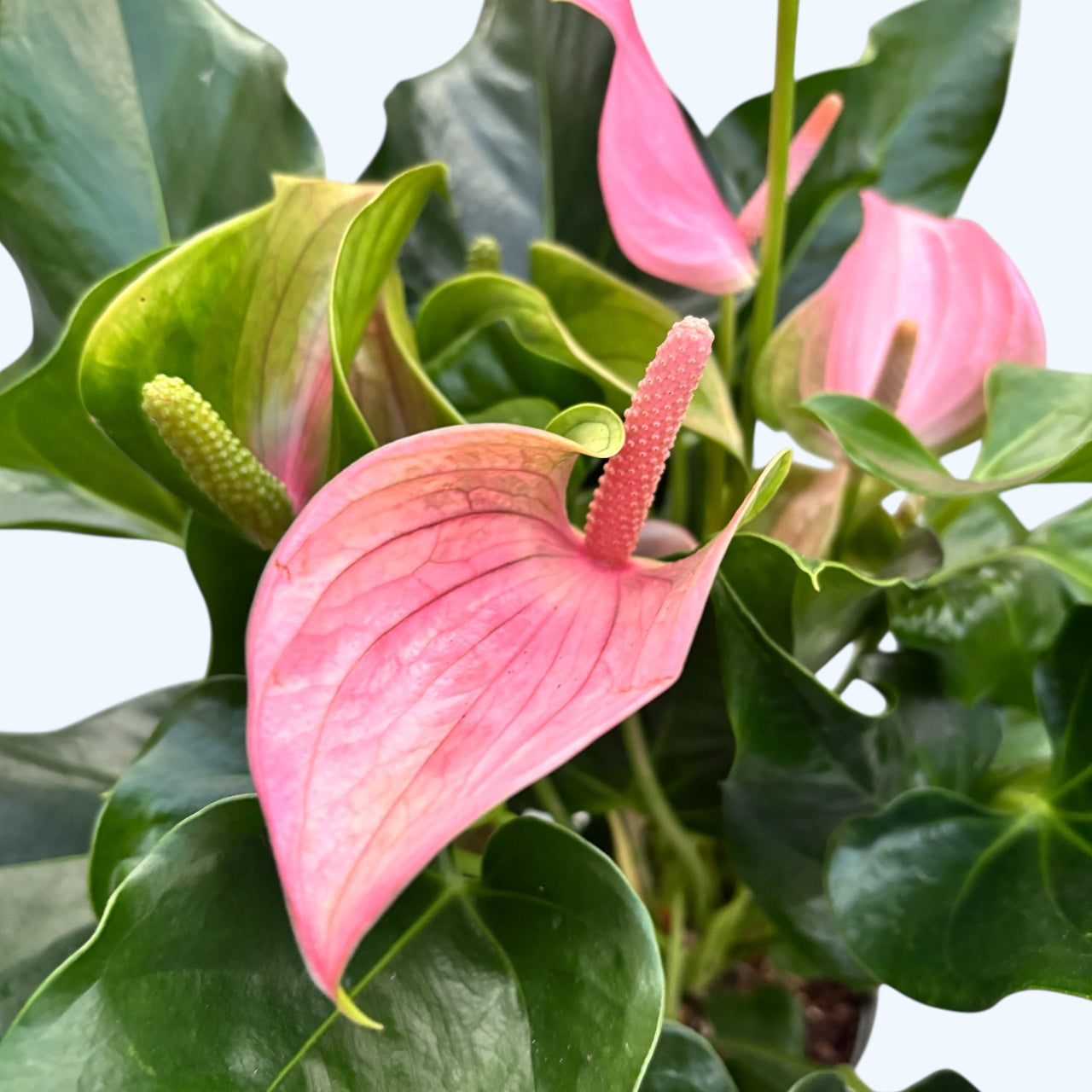 anthurium rosa come si cura Anthurium 'Joli Pink' – eleganza tropicale in tonalità di rosa intenso – Secret Garden Plant Shop