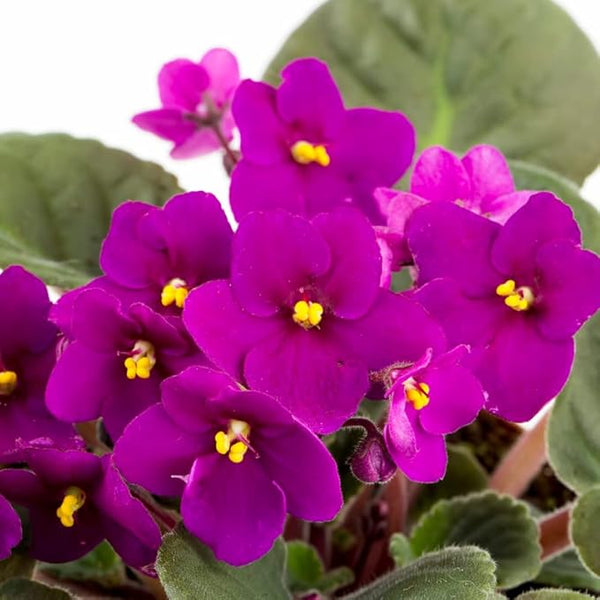 African violets - Saintpaulia Inova Spectra Fire