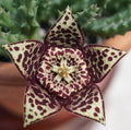 Orbea variegata (Seesternpflanze) - Steaua serifului