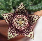 Orbea variegata (Seesternpflanze) - Steaua serifului