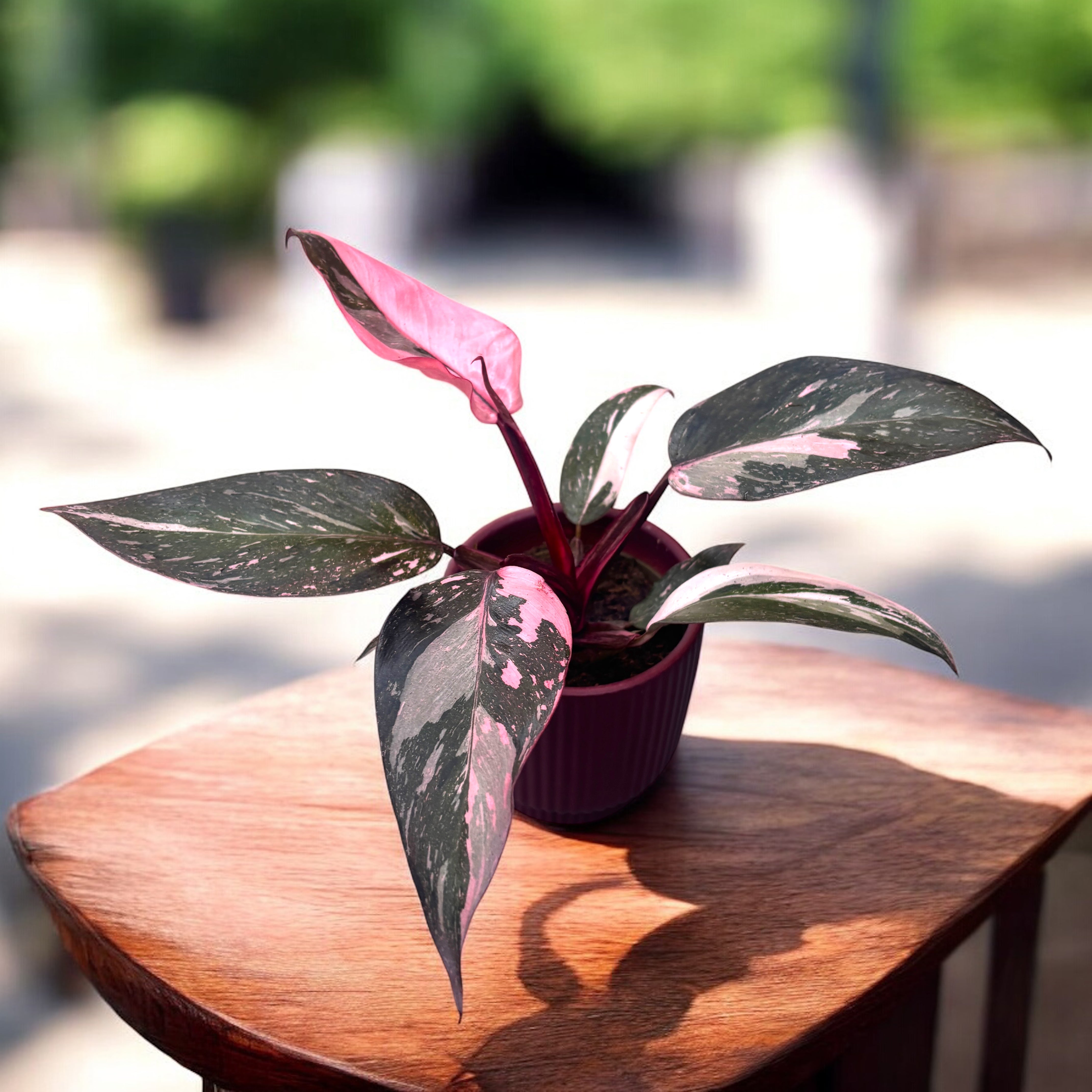 Philodendron 'Pink Princess Marble' – Secret Garden Plant Shop