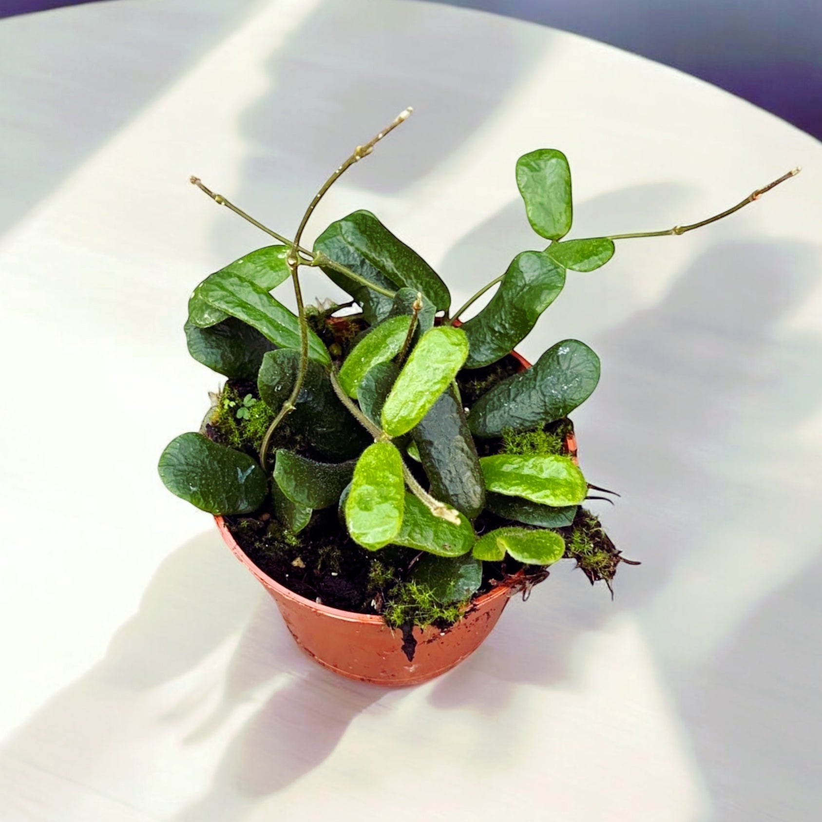 Hoya rotundiflora (Square Leaf Hoya) - full pots