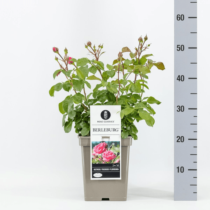 Rosa ‘Berleburg’® (Poulbella)