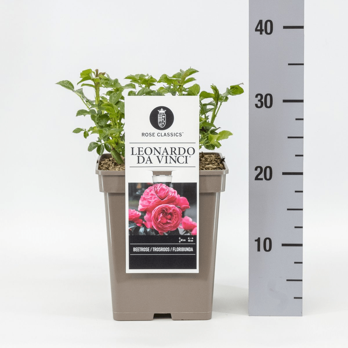 Rosa ‘Leonardo da Vinci’