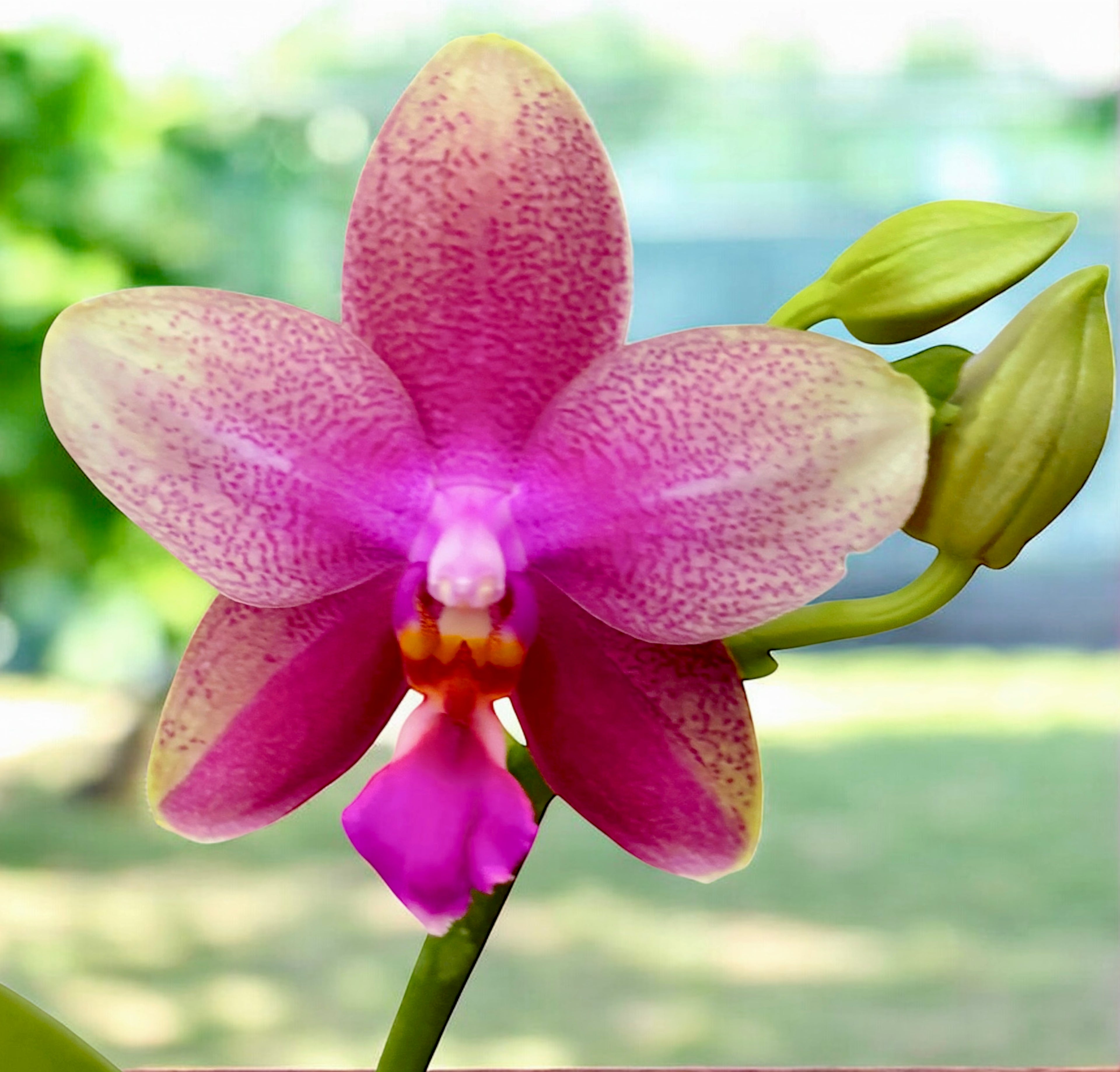 Phalaenopsis Sweet Memory Liodoro - flori intens parfumate (citrice)
