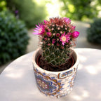 Mammillaria backebergiana subsp. ernestii