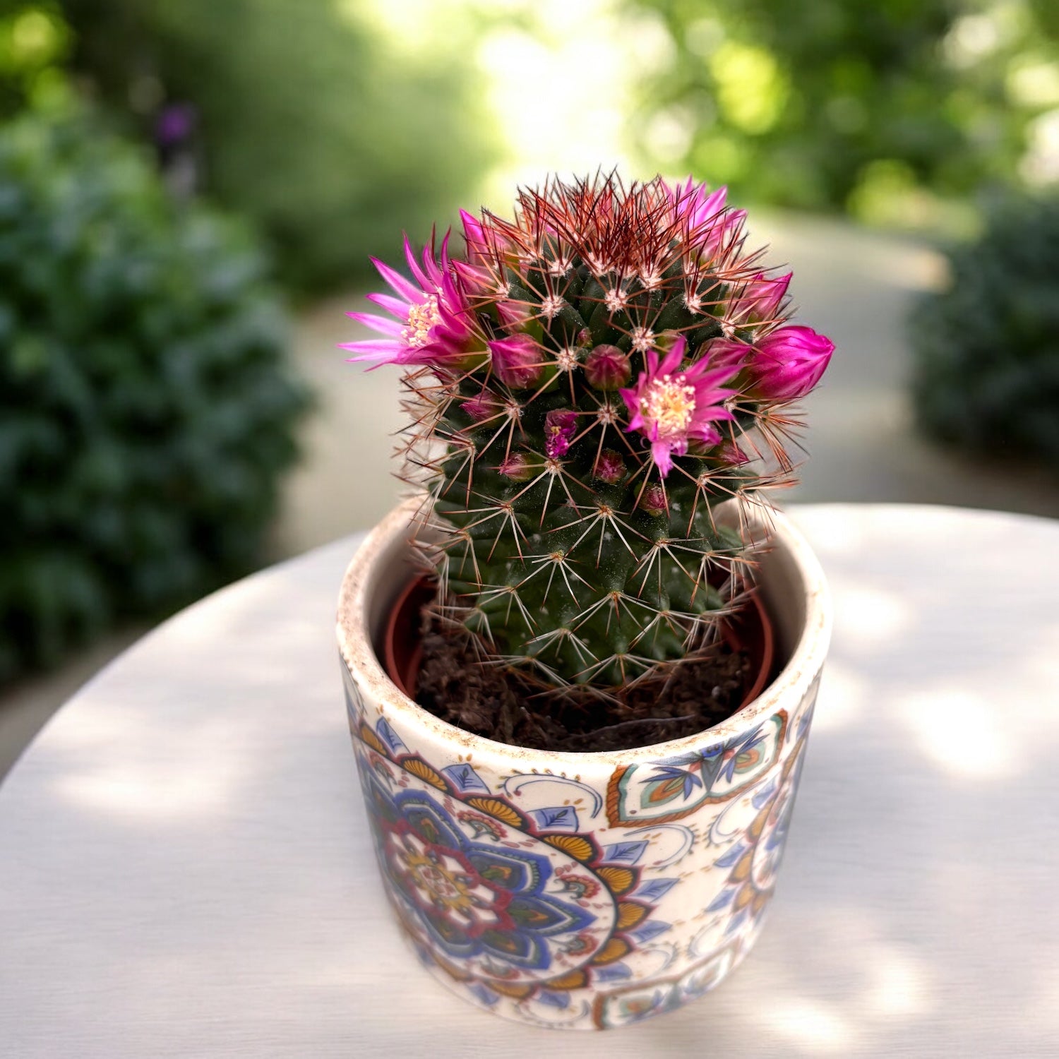 Mammillaria backebergiana subsp. ernestii