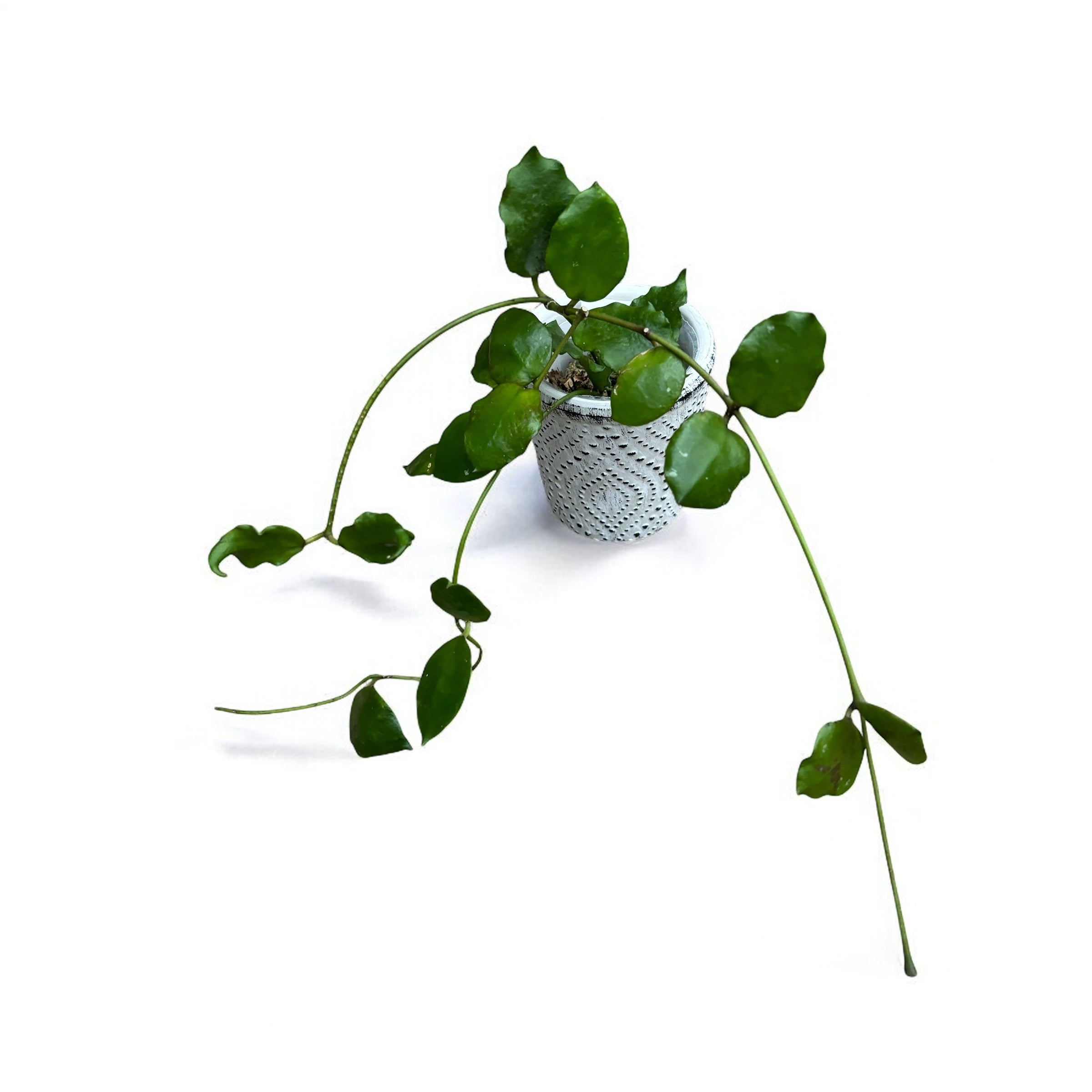 Hoya endauensis (Taiwan)