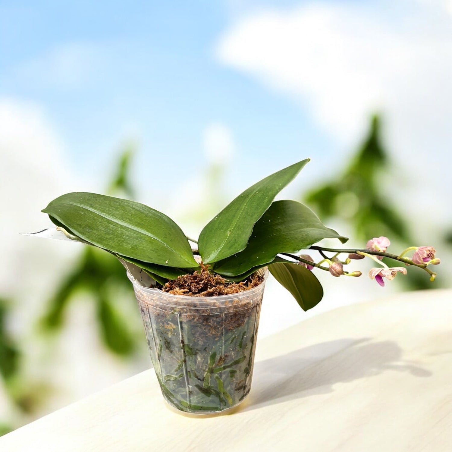 Phalaenopsis Java Mini - flori parfumate