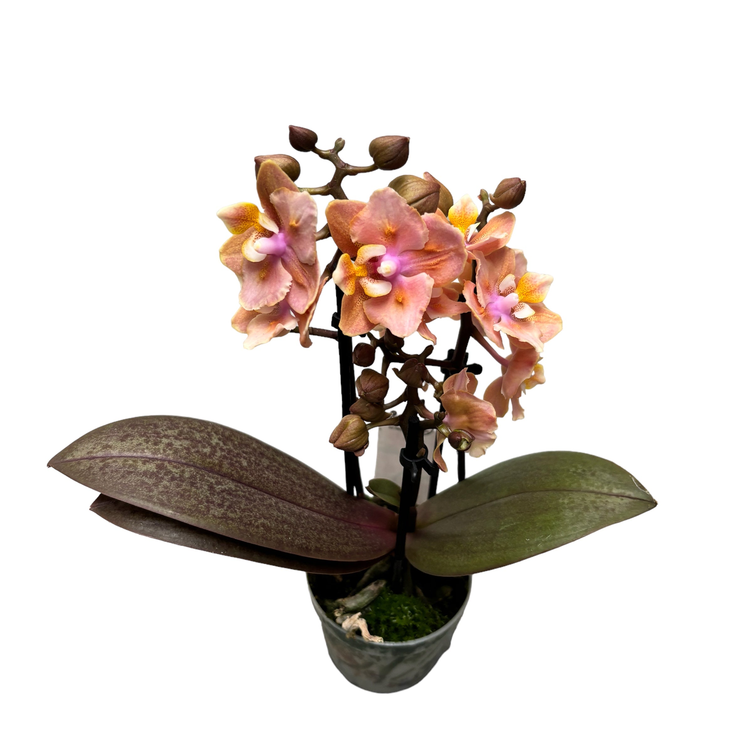 Phalaenopsis Aromio Carola parfumata si pelorica (Butterfly)D7
