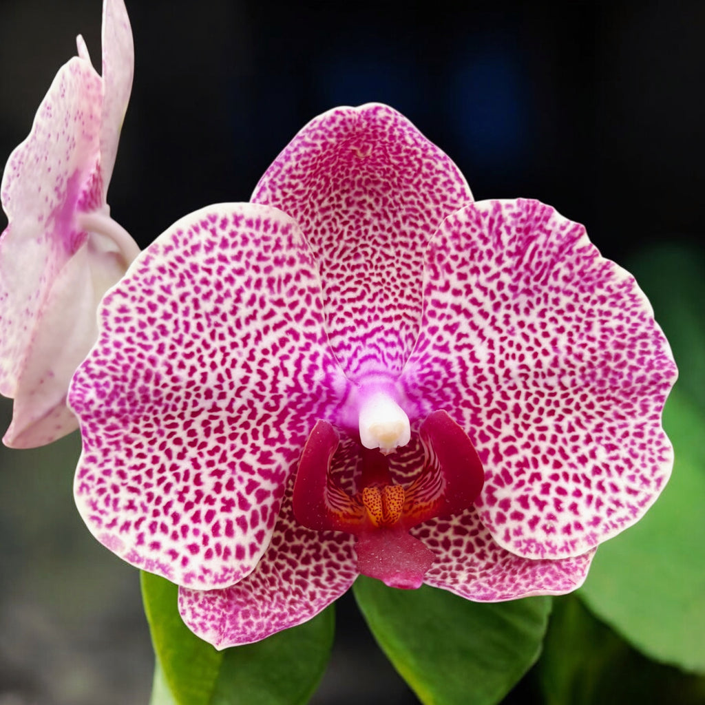 Phalaenopsis Sogo Sun Beauty