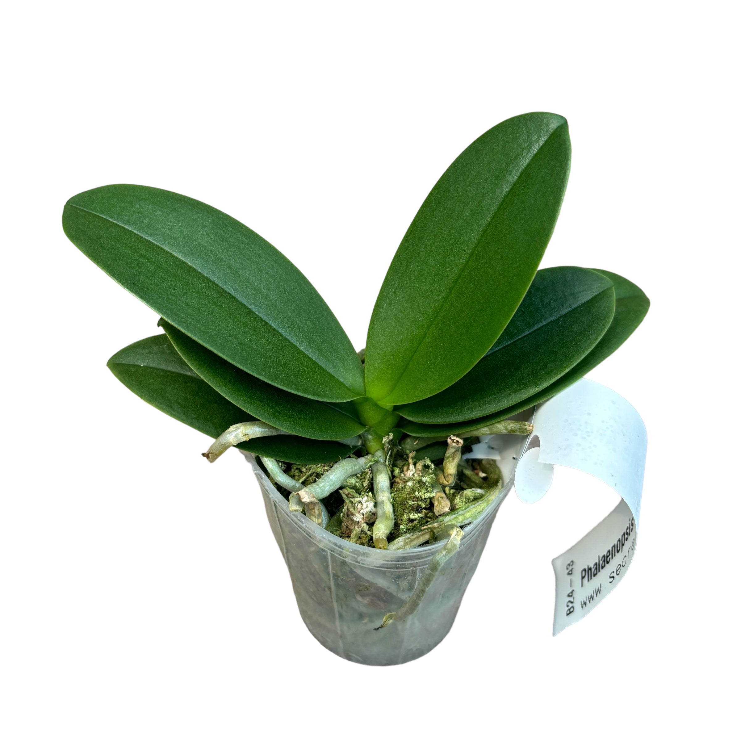 Phalaenopsis Liu's Cute Angel - flpri parfumate