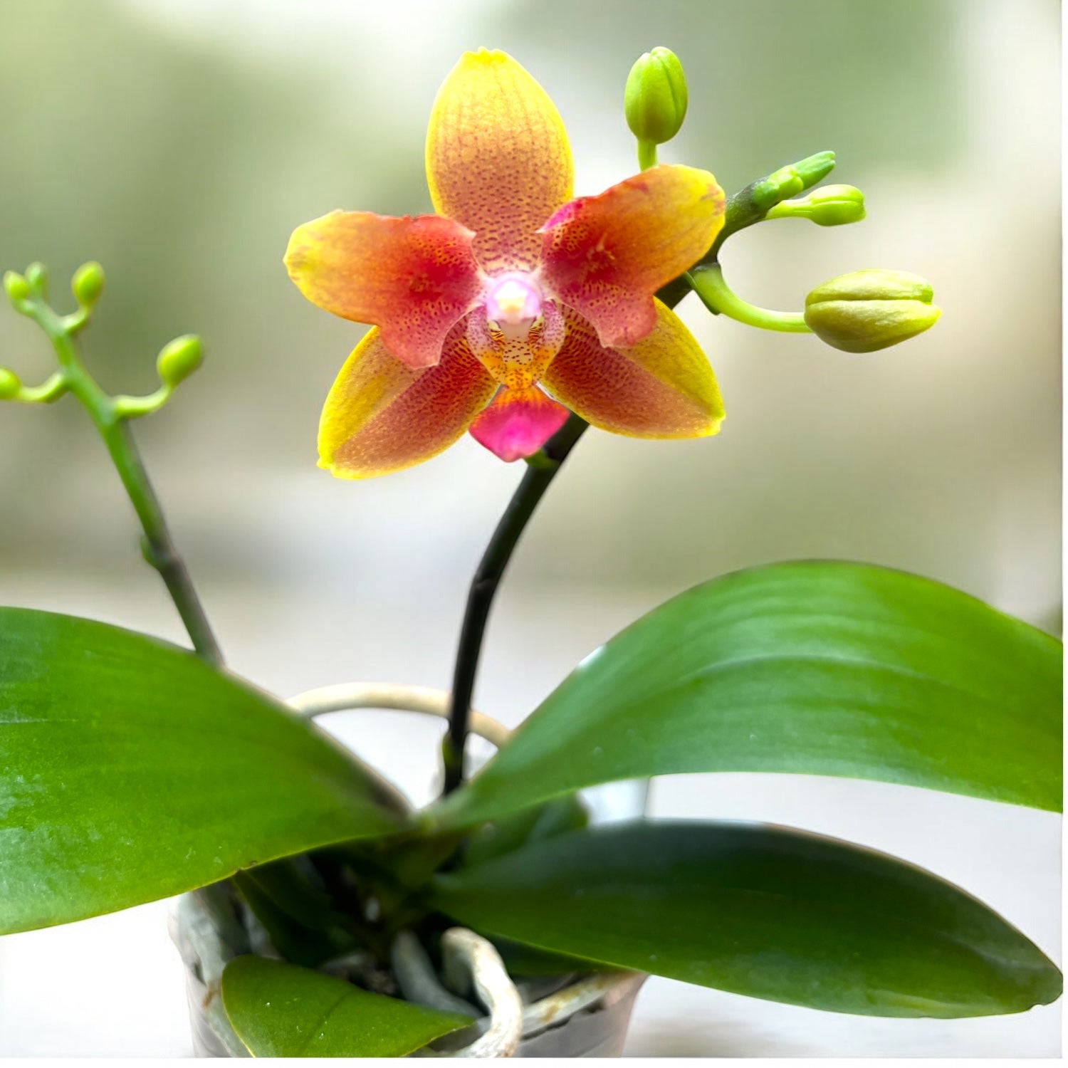 Phalaenopsis I-Hsin Claude (peloric) - flori parfumate