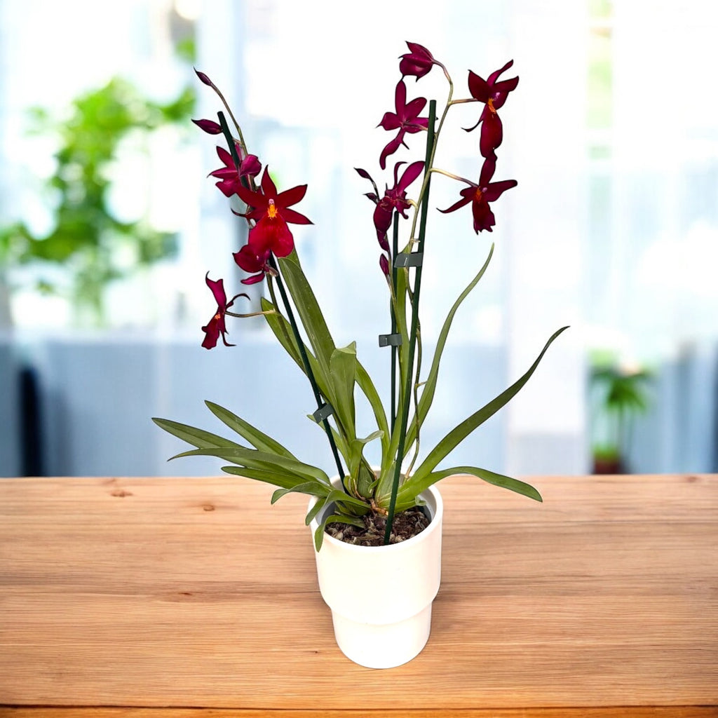 Burrageara Nelly Isler 'Red Velvet' intensely fragrant flowers