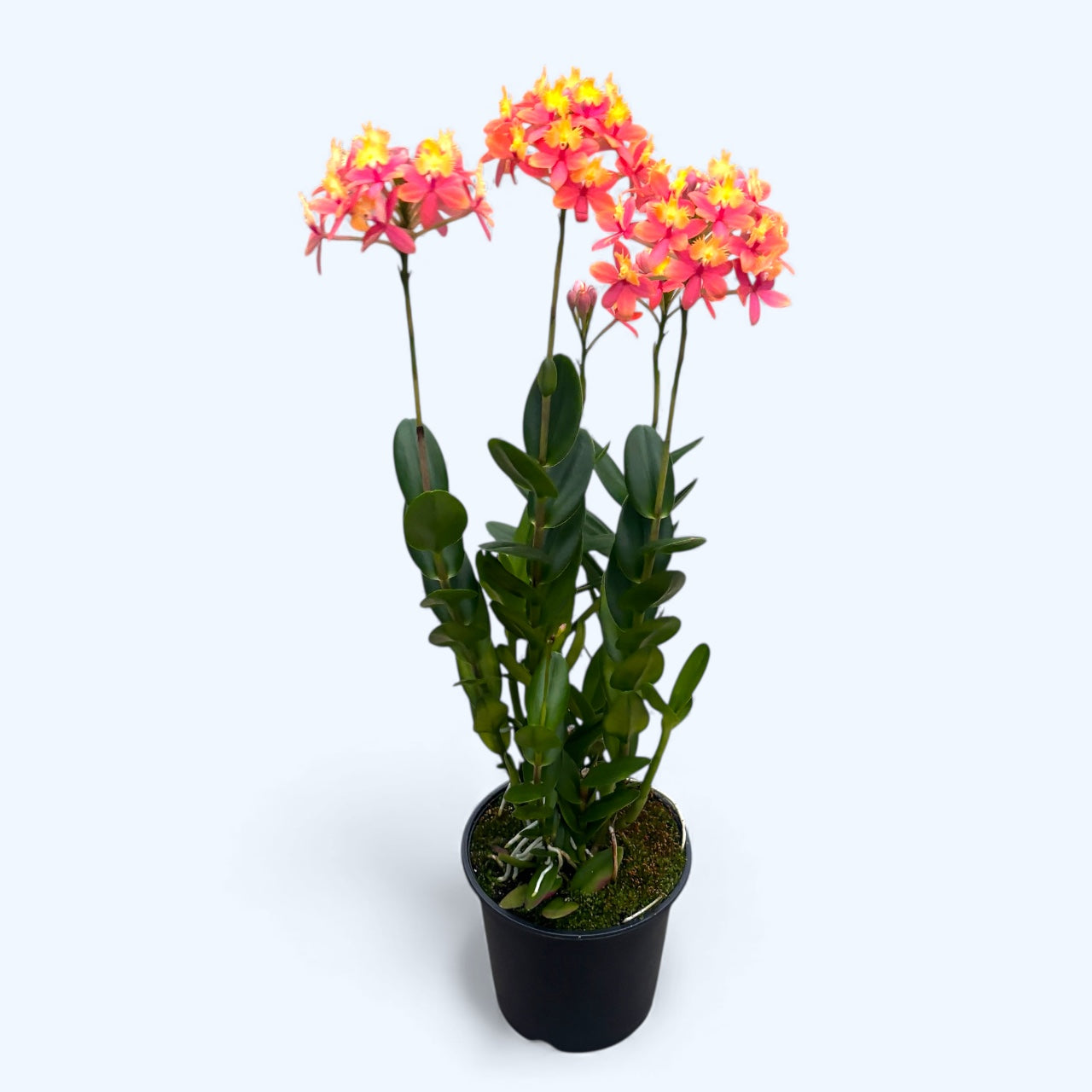 Epidendrum radicans ‘Orange-Yellow’ - exemplare XL D15