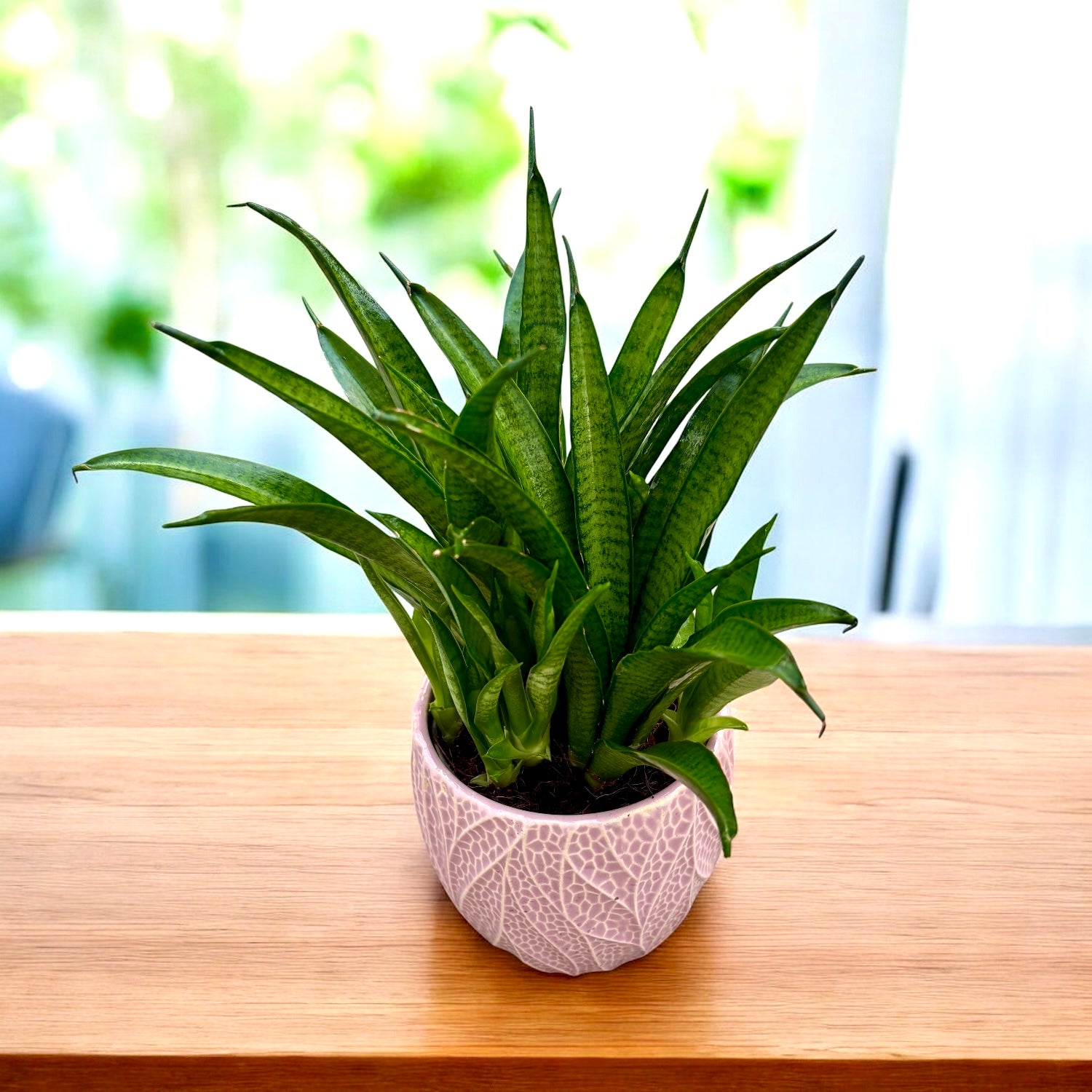 Sansevieria ‘Panthera’ – planta rezistenta cu frunze lungi si aspect grafic