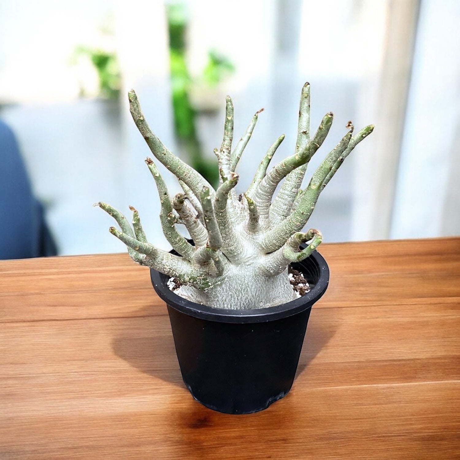 Adenium arabicum 'Baobab' D15