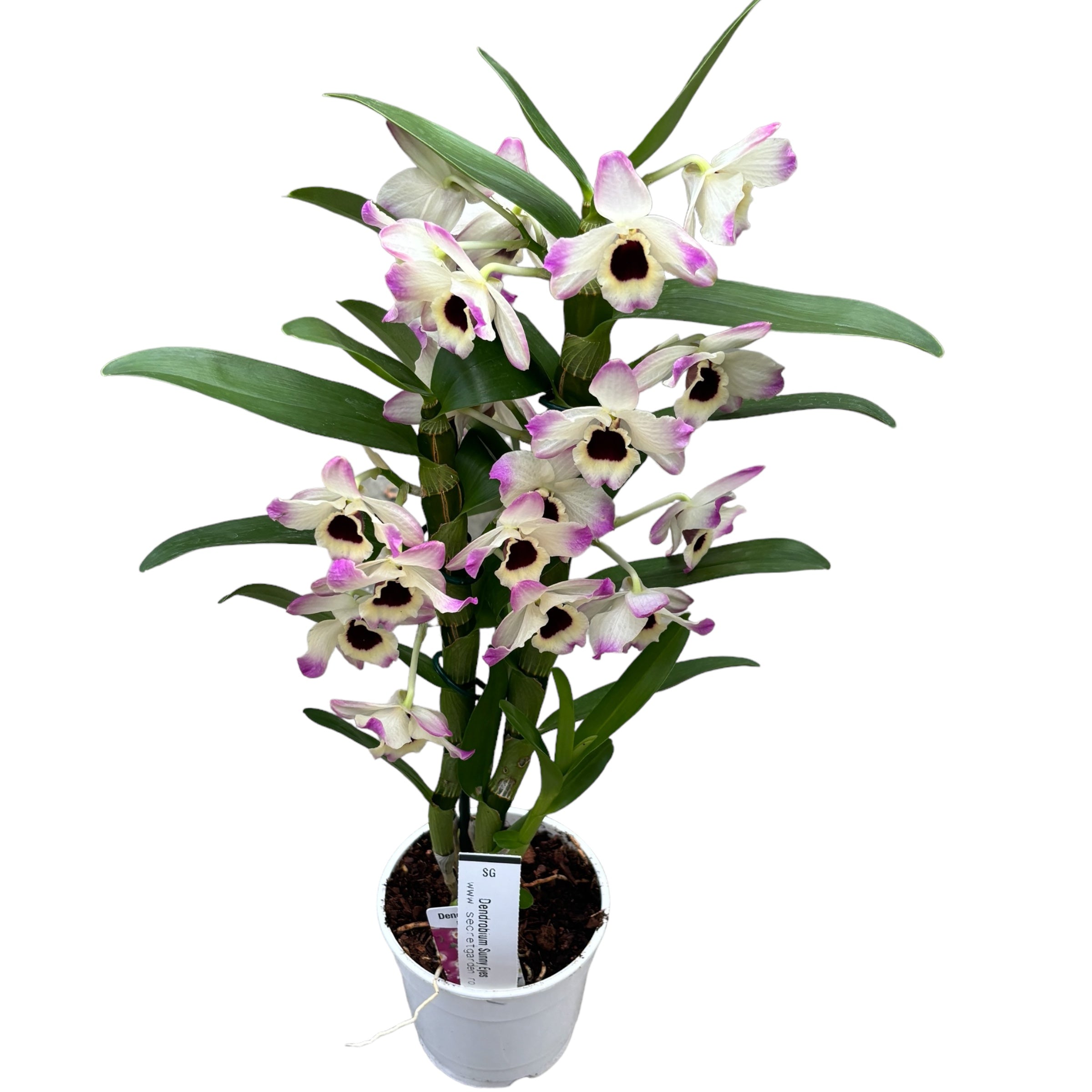Dendrobium Sunny Eyes *fragrant