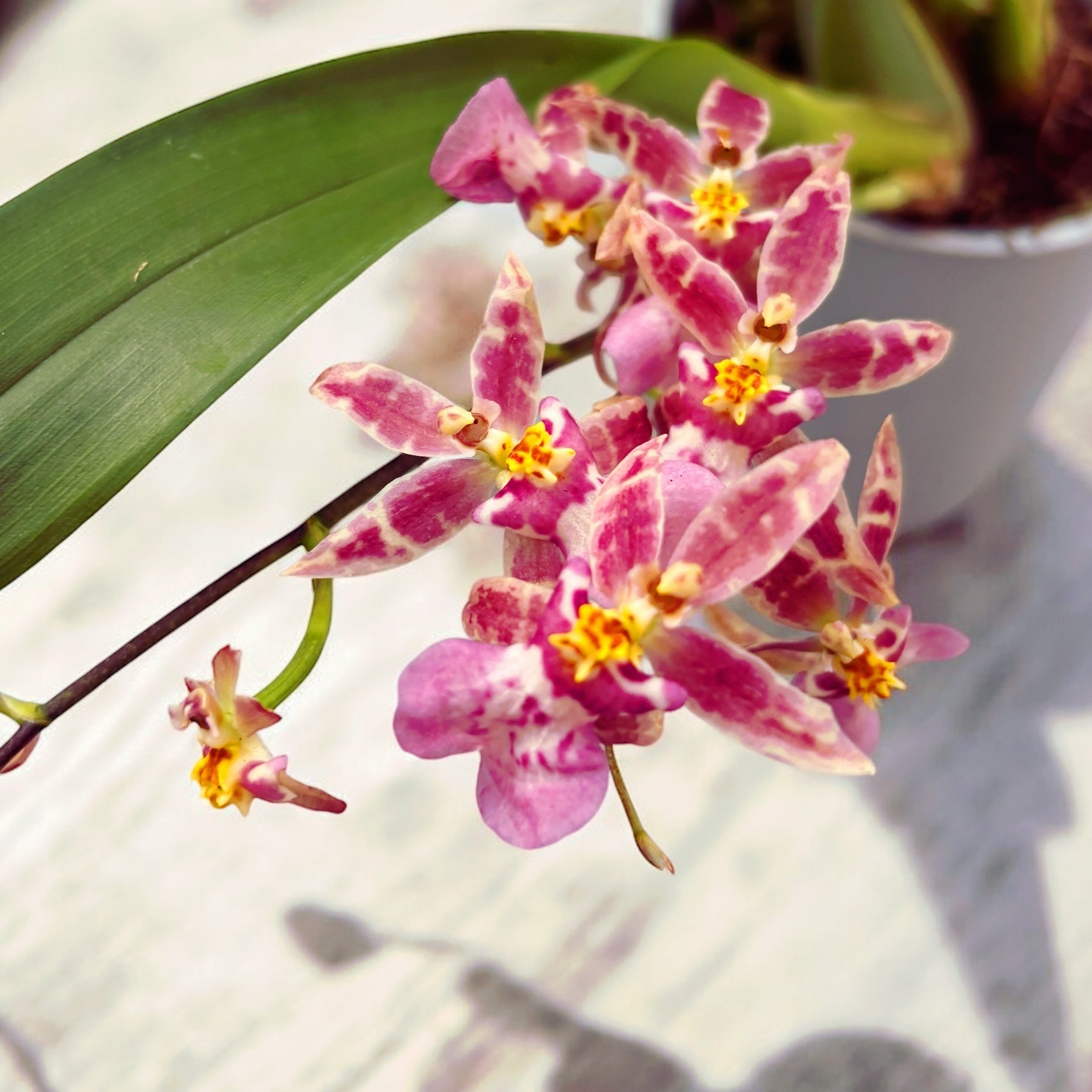 Oncidium (Cyrtocidium) Holm’s Wizard var. #12 - αρωματικό!