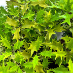 Osmanthus heterophyllus 'Ogon' - parfumat, de gradina