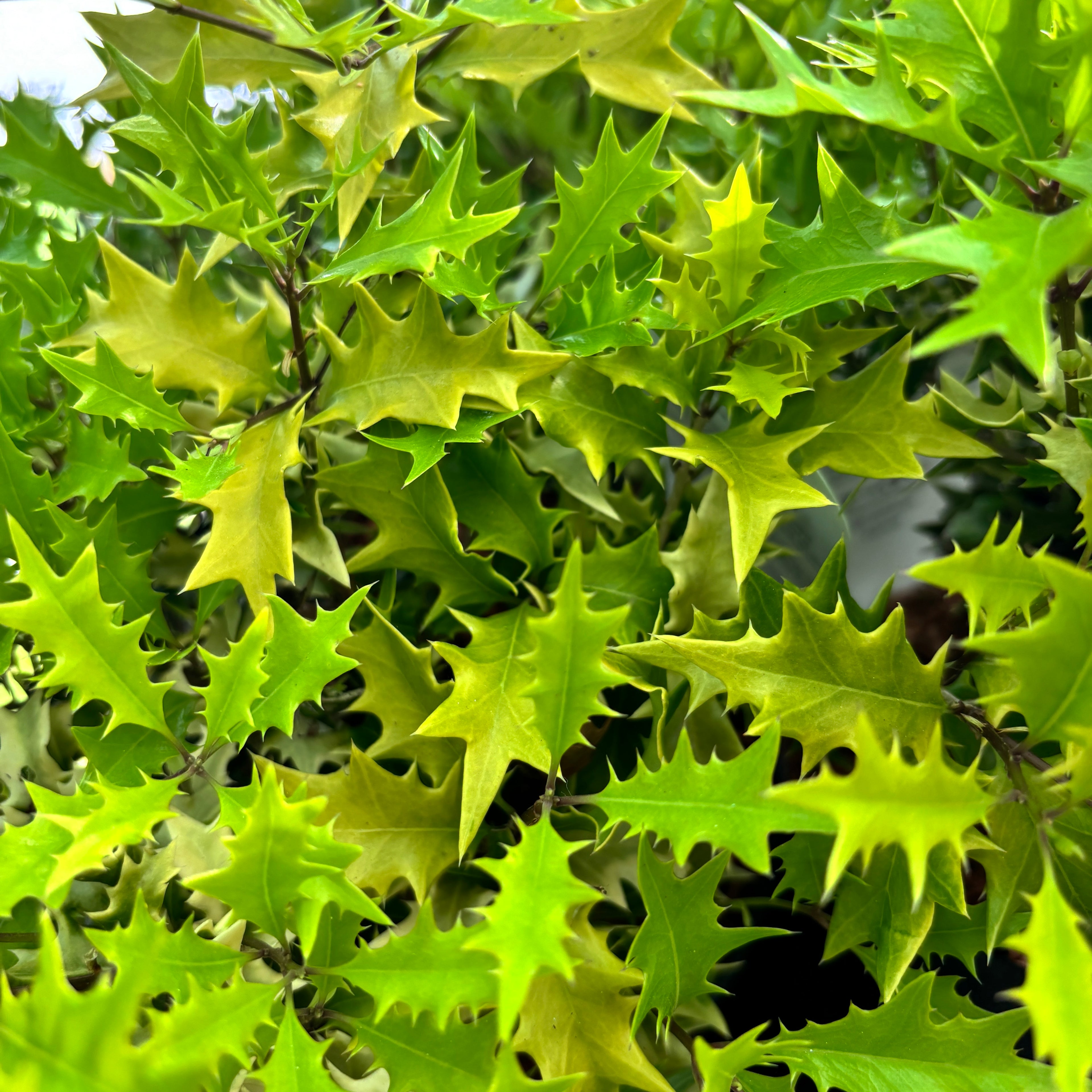 Osmanthus heterophyllus 'Ogon' - parfumat, de gradina