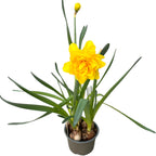 Dubbla gula påskliljor, doftande blommor, XL - Narcissus 'Sunday Star' (4 lökar/kruka)