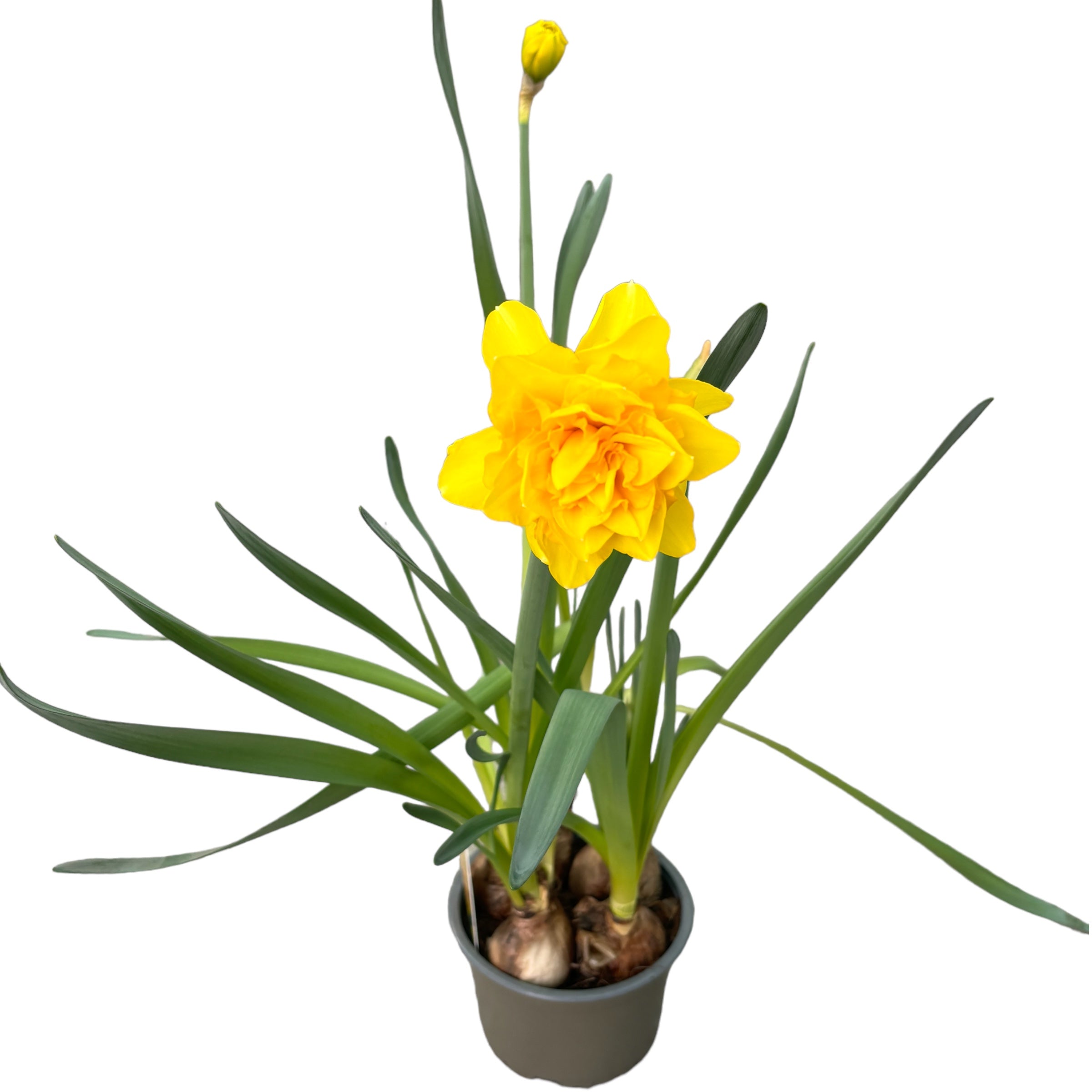 Narcise galbene duble, flori parfumate, XL -  Narcissus 'Sunday Star' (4 bulbi/ghiveci)