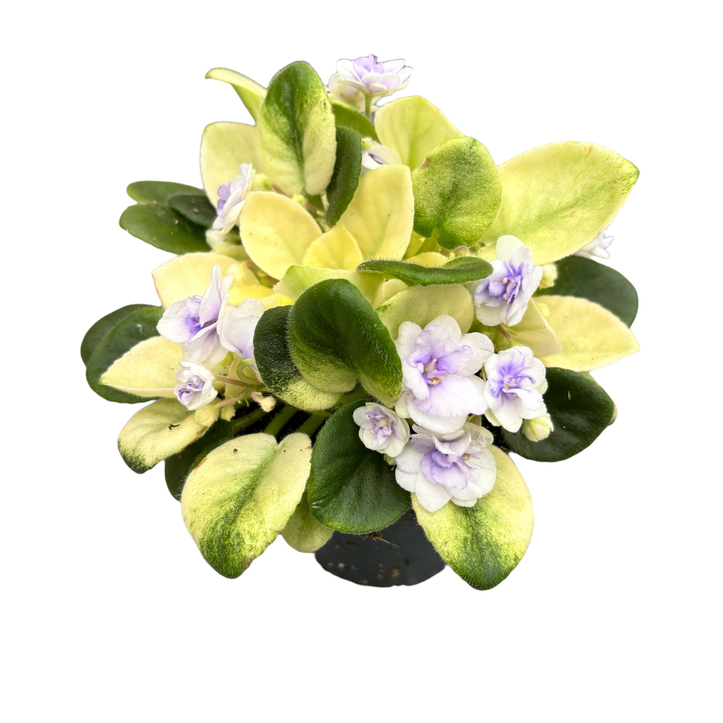 Saintpaulia Golden Gate - flori duble, frunze variegate