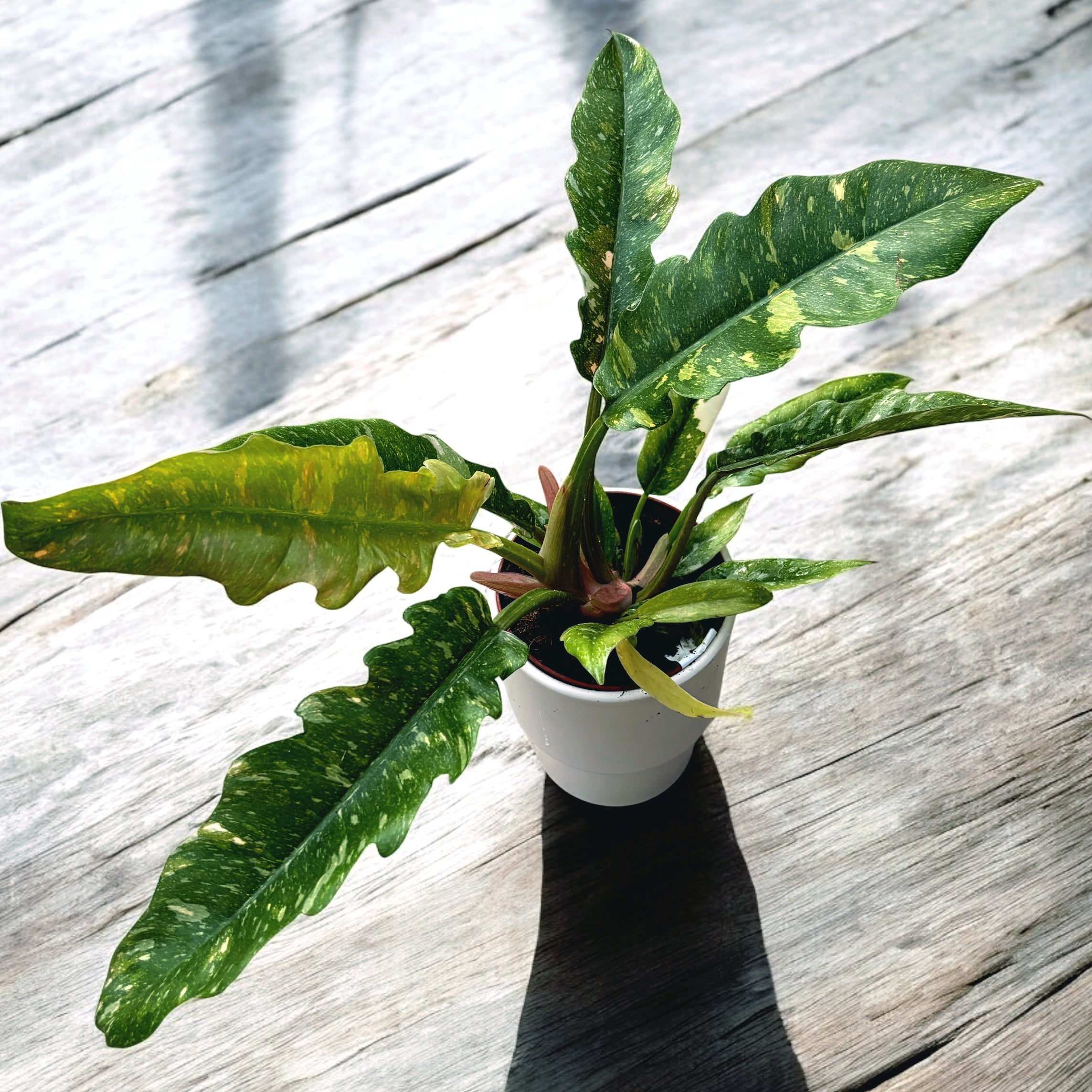 Philodendron 'Ring of Fire' D12