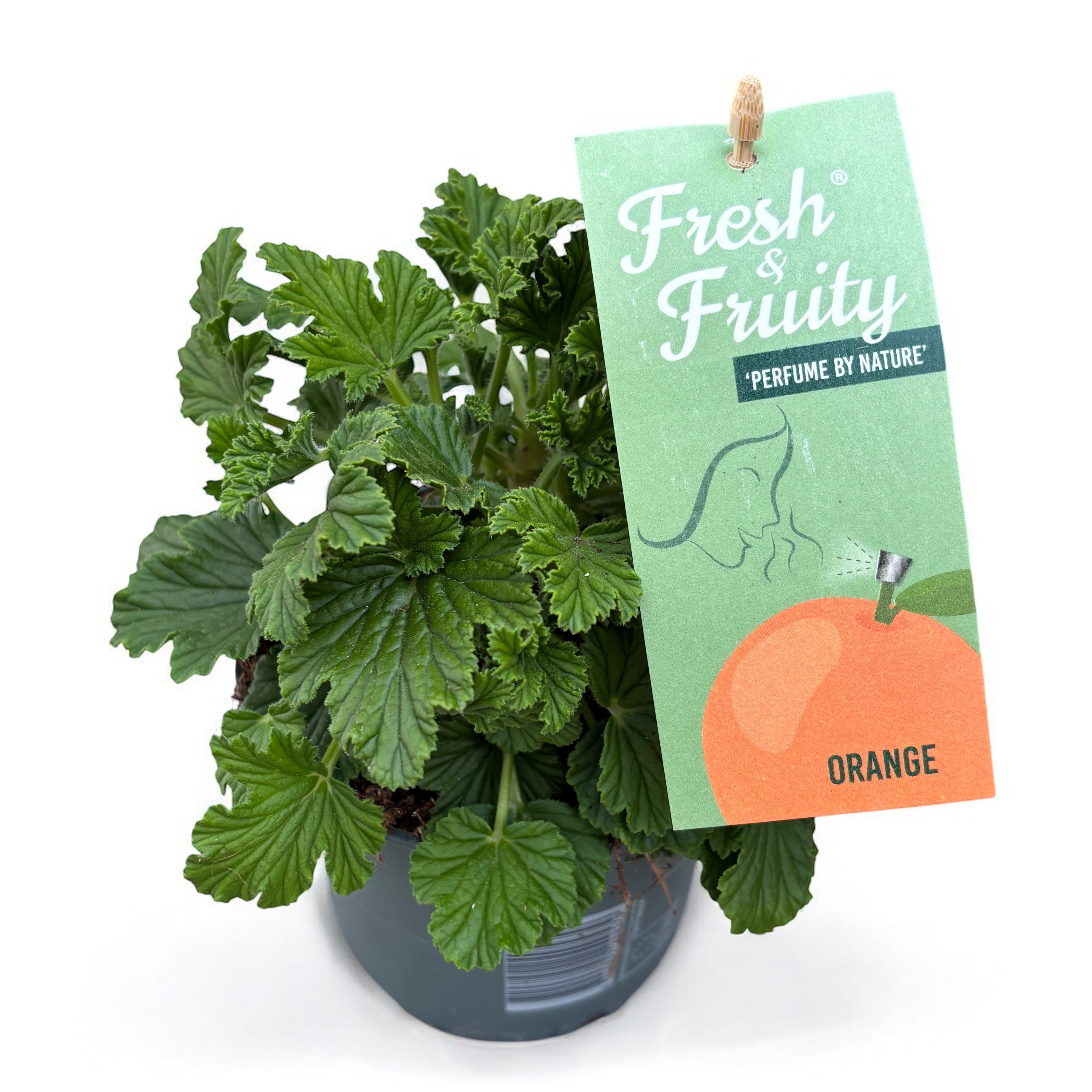 Muscate parfumate - Scented Geranium (parfum citrice - orange)