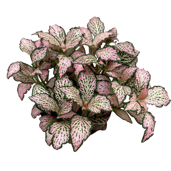 Fittonia Mosaic Pink Tiger, planta mozaic