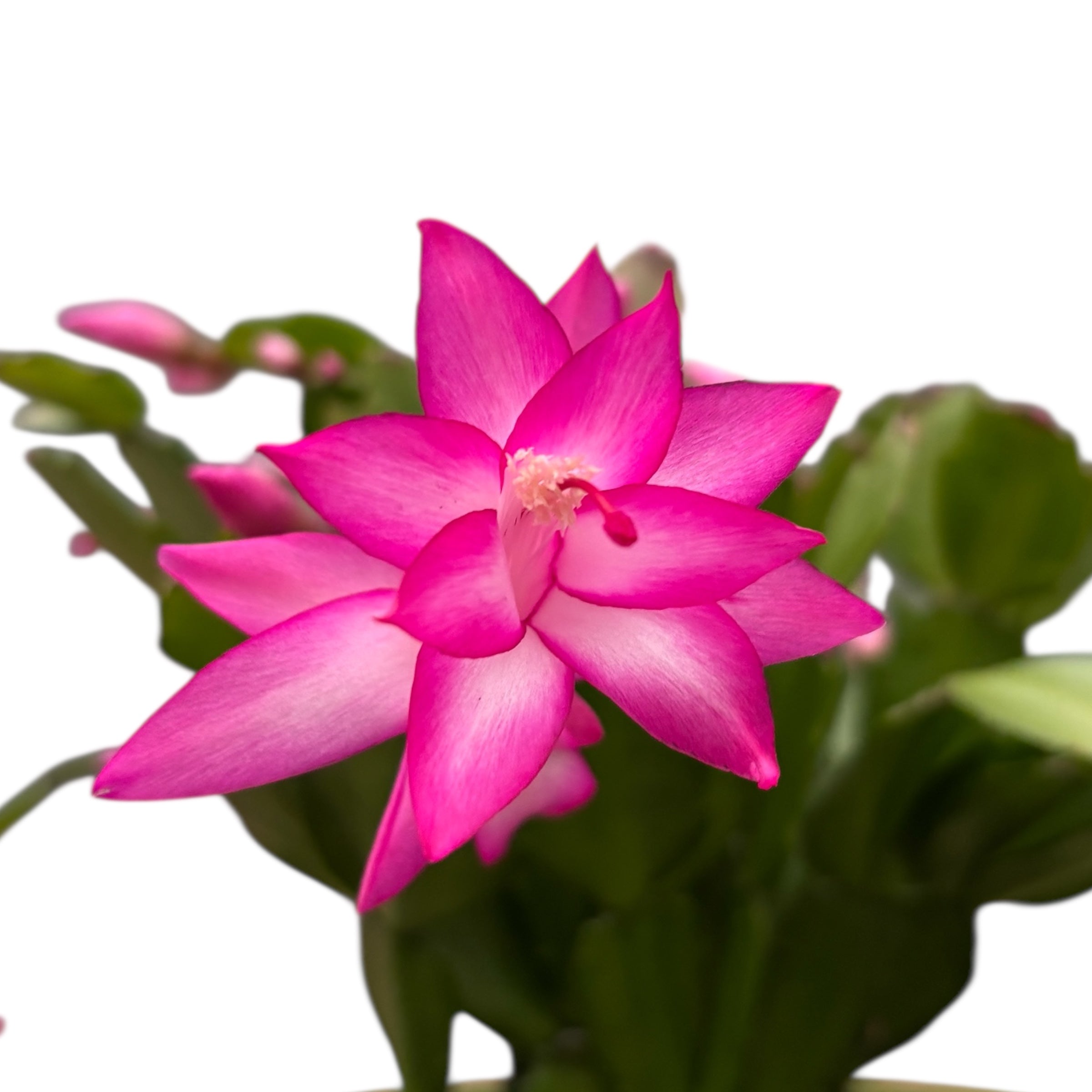 Schlumbergera ‘Cyber Pink’ (craciunita roz) - exemplare XL