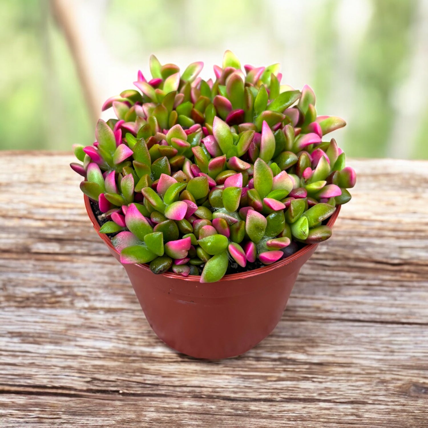 Anacampseros rufescens 'Sunrise' - suculenta compacta cu frunzis multicolor