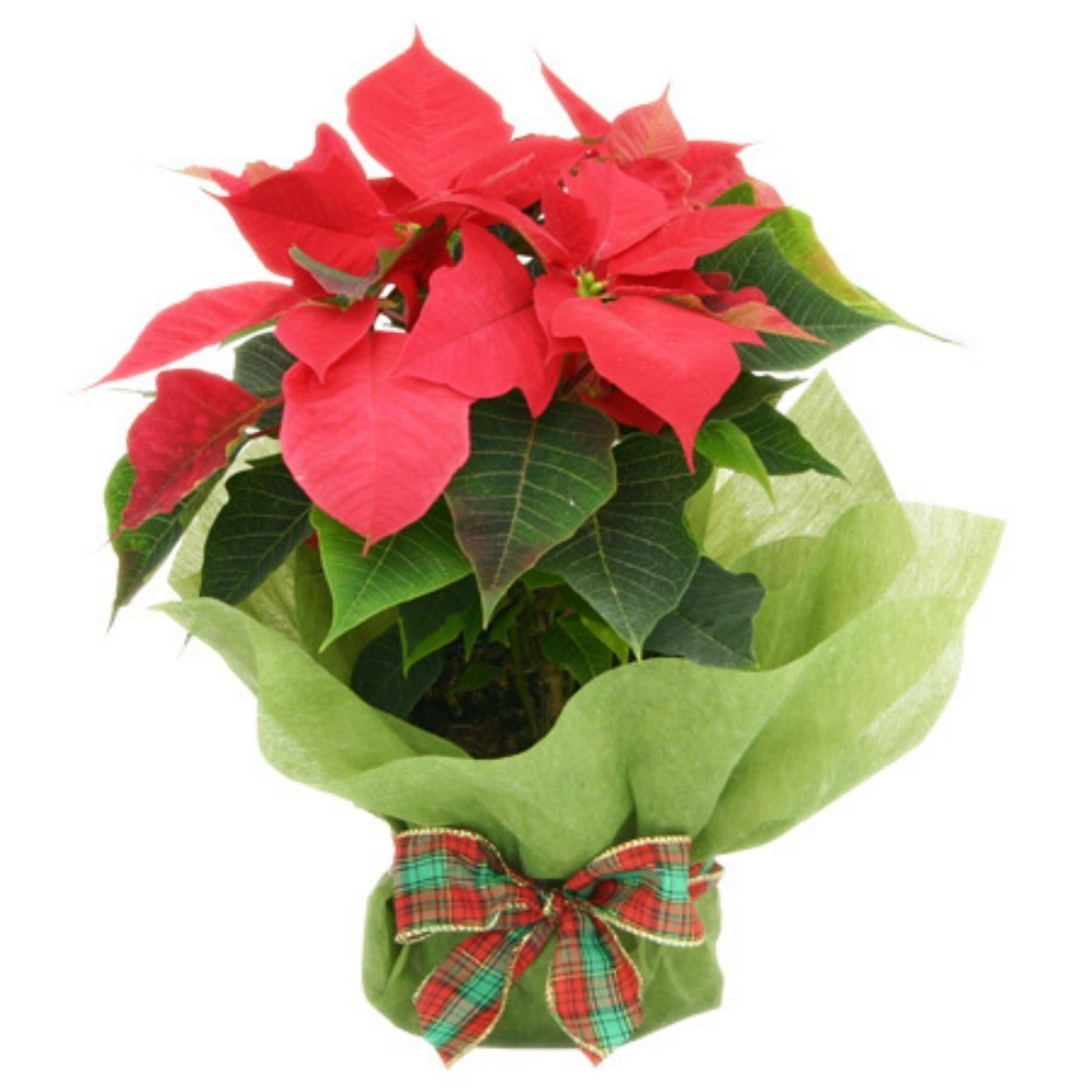 Euphorbia Poinsettia impachetata de cadou – Craciunita festiva, gata de oferit