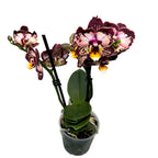 Phalaenopsis „Limited #59” (kwiaty woskowe)