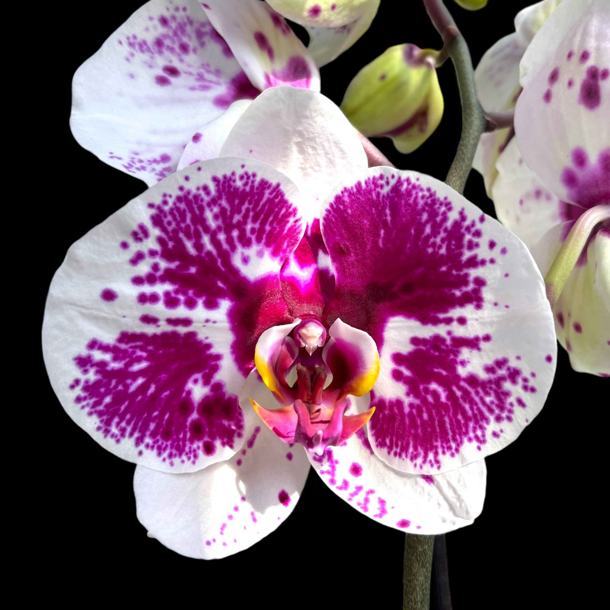 Phalaenopsis Gan Lin Fairy (Florious) - floarea XXL