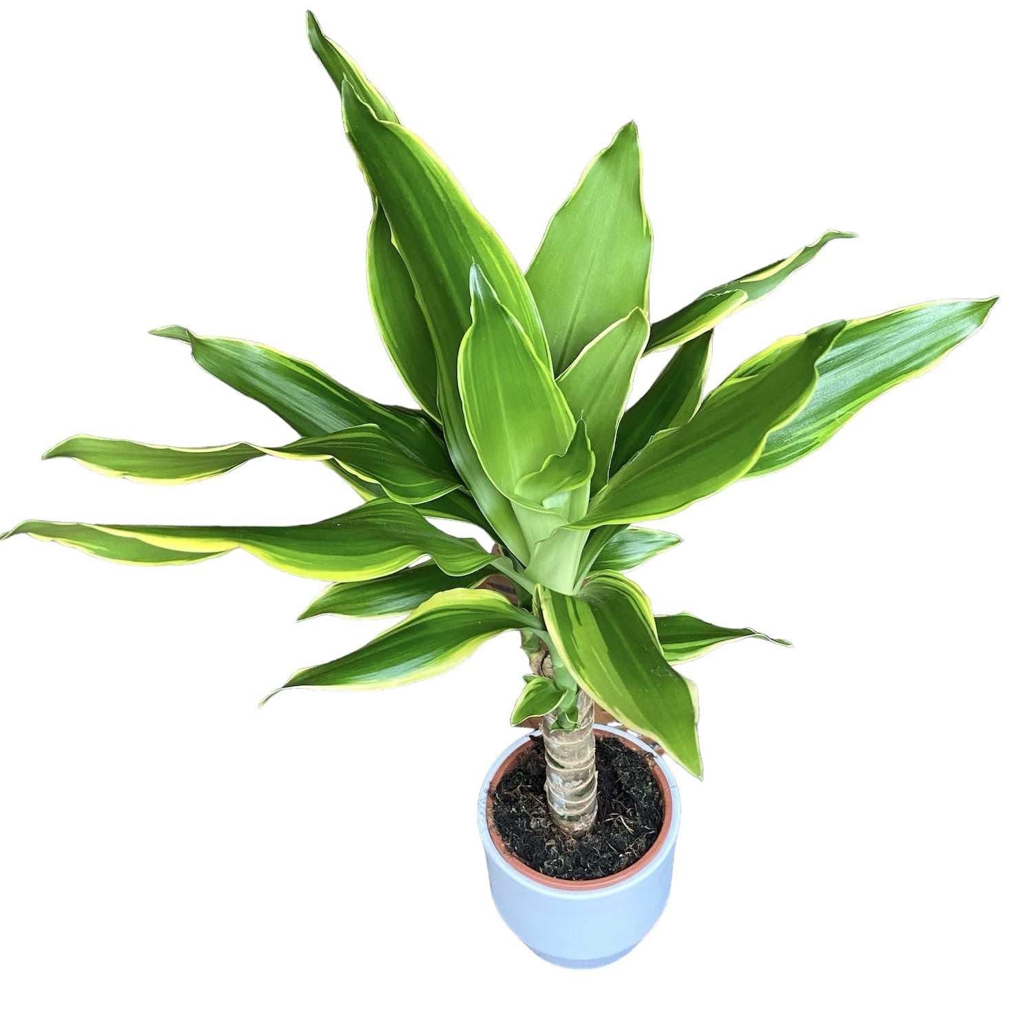 dracaena fragrans ingrijire Dracaena Fragrans 'Golden Coast' – Secret Garden Plant Shop